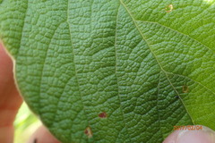 Pseudarthria hookeri hookeri