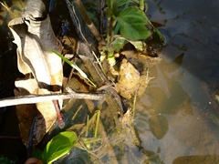 Phrynobatrachus natalensis