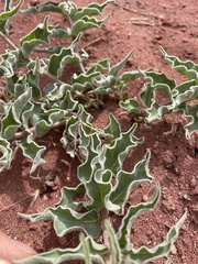 Asclepias macrosperma
