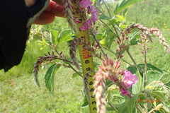 Pseudarthria hookeri hookeri