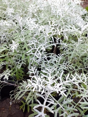 Senecio leucostachys