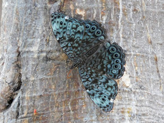 Hamadryas atlantis atlantis