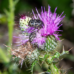 Euphoria sepulcralis
