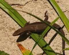 Algyroides moreoticus