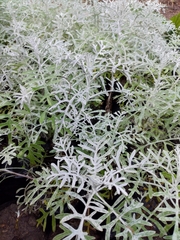Senecio leucostachys