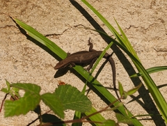 Algyroides moreoticus