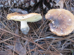 Pholiota highlandensis