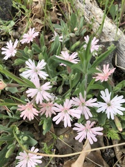 Silene hookeri