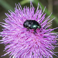 Euphoria sepulcralis
