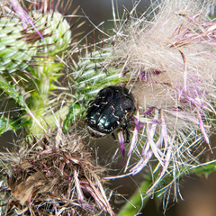 Euphoria sepulcralis