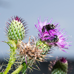 Euphoria sepulcralis