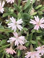 Silene hookeri