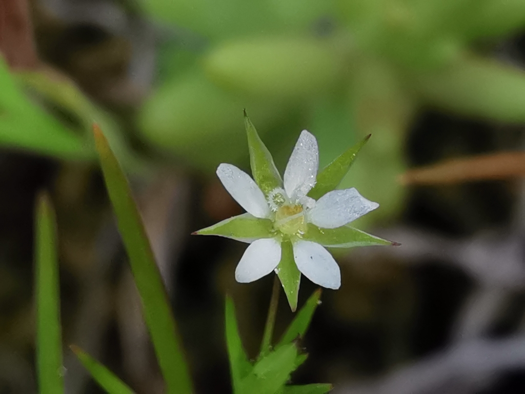 Sticky Sandwort