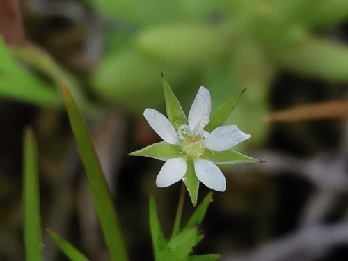 Minuartia viscosa