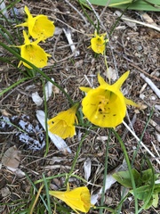 Narcissus