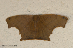 Eutomopepla discuneata