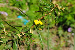 Ludwigia elegans