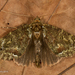Ischnopteris bifinita - Photo (c) A Lamberts,  זכויות יוצרים חלקיות (CC BY-NC), הועלה על ידי A Lamberts