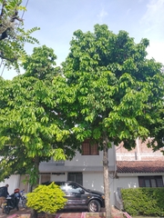 Syzygium malaccense