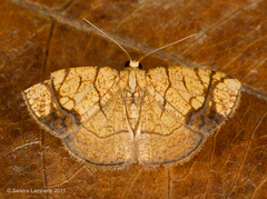 Nematocampa arenosa