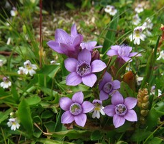 Gentianella anisodonta