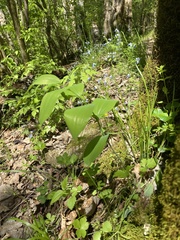 Polygonatum biflorum