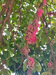Syzygium malaccense