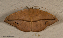 Patalene hamulata