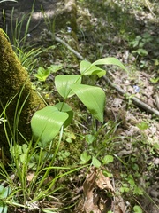 Polygonatum biflorum