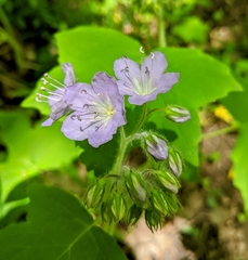 Hydrophyllum appendiculatum