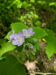 Hydrophyllum appendiculatum