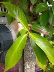 Syzygium malaccense