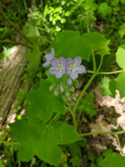 Hydrophyllum appendiculatum