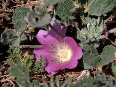 Alcea acaulis