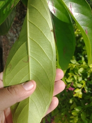 Syzygium malaccense
