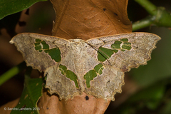 Trygodes solaniferata