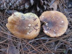 Pholiota highlandensis