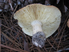 Pholiota highlandensis