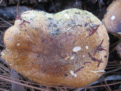 Pholiota highlandensis