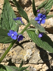 Pentaglottis sempervirens
