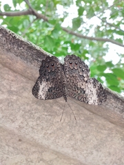 Hamadryas amphichloe