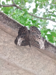 Hamadryas amphichloe