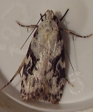 Izatha mesoschista