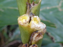 Calathea