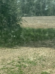 Meleagris gallopavo silvestris