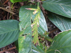 Calathea