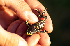 Melanophryniscus klappenbachi