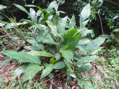 Calathea