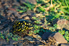 Melanophryniscus klappenbachi