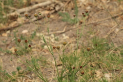 Helenium thurberi